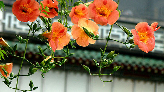 Hoa lan tiêu,lan tiêu,lan tieu,hoa lan tieu,hoa đăng tiêu,hoa dang tieu,hoa nữ uy,hoa lăng tiêu,Campsis grandiflora,họ Núc Nắc,cây hoa