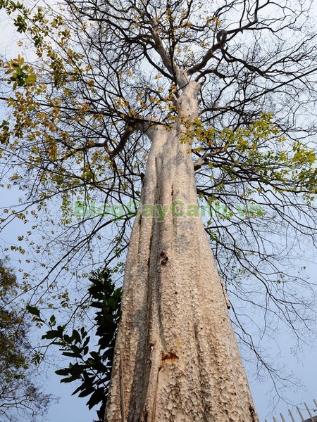 Cây Săng Lẻ,cây săng lẻ, cay sang le,Lagerstroemiatomentsa Presl, họ bằng lăng, họ Lythraceae, cây săng lẻ cổ thụ,