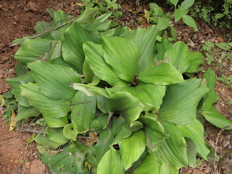 Địa liền,thiền liền,tam nại,sơn nại,sa khương,kaempferia galanga,họ Gừng,Zingiberaceae,tác dụng của địa liền,củ địa liền,bài thuốc từ địa liền,địa liền ngâm rượu