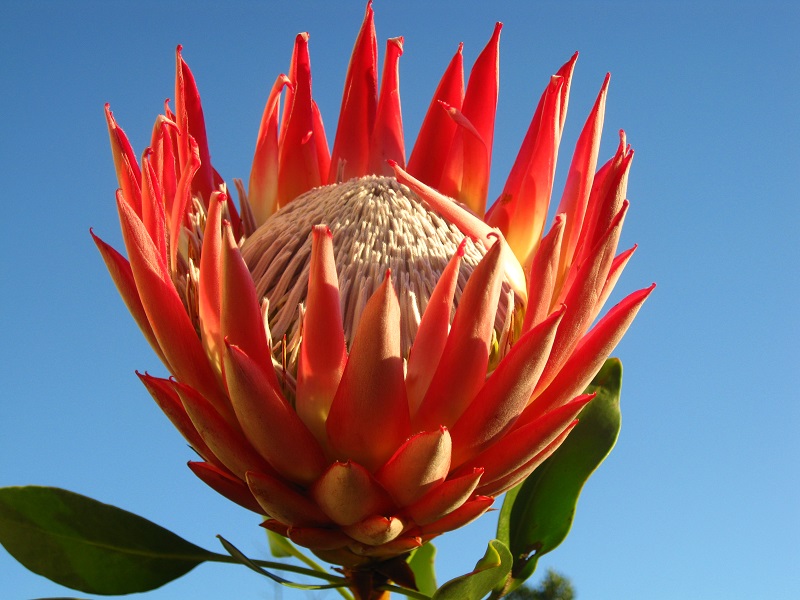 Hoa protea,king protea,quốc hoa Nam Phi,Honeypot,hoa bình mật,King Sugar Bush,Đường thảo Hoàng đế