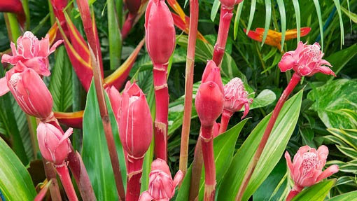 Đa lộc,hoa đa lộc,hoa sen đất,gừng tàu,hoa vạn phúc,Etlingera elatior,họ gừng,Zingiberaceae,đậu khấu