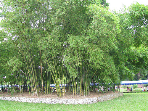 Cây tre,bộ Hòa thảo,phân họ Tre,tông Tre,Bambuseae,bamboo,cây phong thủy,cây ngoại thất,cây ngày Tết