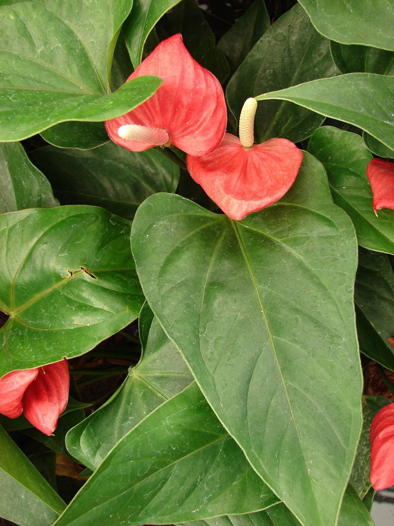 Tiểu hồng môn,hồng môn,môn hồng,vĩ hoa đỏ,vĩ hoa tròn,hồng hạc,buồm đỏ,Anthurium andraeanum,họ ráy,Araceae,cây ngày Tết,cây nội thất