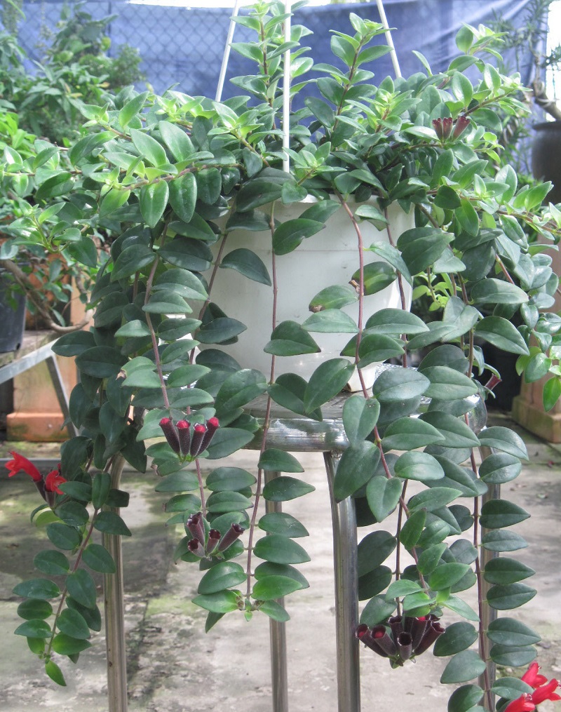 Cây Son Môi,Kim Ngư,cây Môi Son,lan Môi Son,lan Son Môi,cây Hoa Son Môi,Aeschynanthus lobbiana,Lipstick Plant,họ Tai Voi,Gesneriaceae