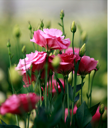 Hoa Cát tường,hoa cat tuong,cát tường,hoa lan tường,hoa lan tuong,lan tường,cat tuong,hoa tình yêu,y nghia cua hoa cat tuong,hoa tình yêu,hoa may mắn,Eustoma russellianum,Eustoma grandiflorum,họ Long Đởm,Gentianaceae