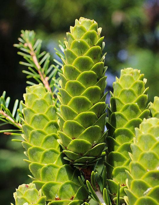 Du sam,du sam đá vôi,ngô tùng,thông dầu,tô hạp đá vôi,mạy kinh,keteleeria davidiana