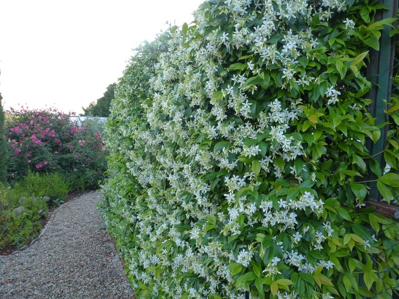 Cây mỏ sẻ,mỏ sẻ,hoa mỏ sẻ,cây hoa mỏ sẻ,lài sao,nhài sao,lạc thạch,trachelospermum jasminoides,họ la bố ma,họ dừa cạn,apocynaceae,cây leo