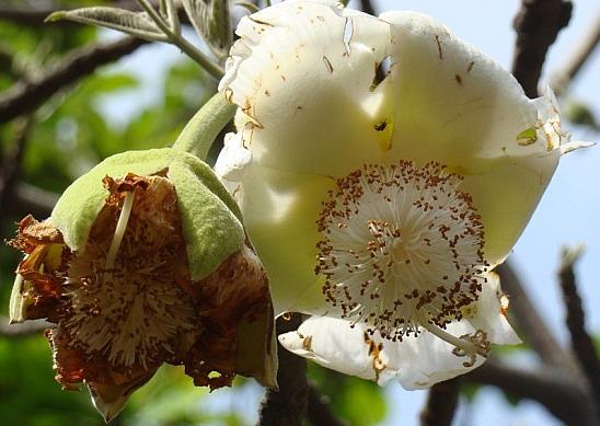 Bao báp,cây bao báp,họ gạo,boab,Bombacaceae,cây lớn nhất thế giới,bao báp châu Phi,Bao báp Madagasca,Bao báp Grandidier,Bao báp Perrier,Bao báp Suarez,Bao báp Za,Adansonia digitata,Adansonia grandidieri,Adansonia gregorii,Adansonia madagascariensis,Adansonia perrieri,Adansonia rubrostipa,Adansonia suarezensis,Adansonia za