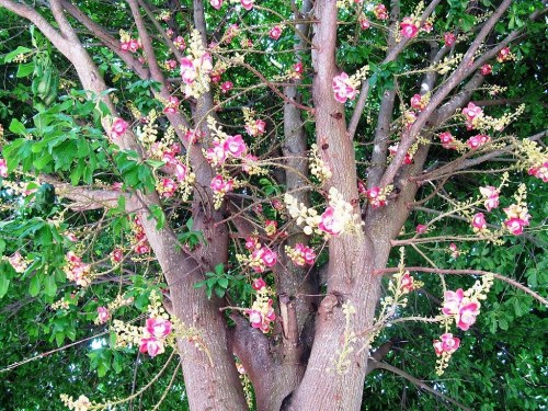 Cây sala,Sa La,sala,cay sala,cây ngọc kỳ lân,cay ngoc ky lan,cây đầu lân,cây hàm rồng,cây sala,Couroupita guianensis