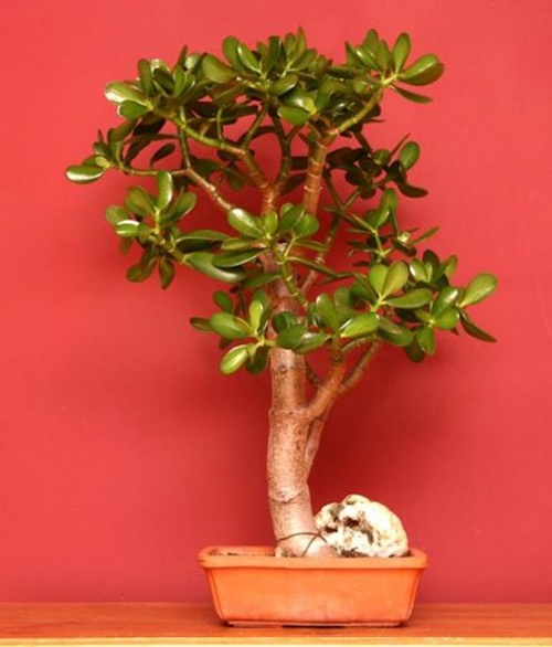 Cây ngọc bích,cay ngoc bich,ngọc bích,ngoc bich,cây phỉ thúy,cây tình bạn,cây may mắn,cây kim tiền,Money Plant,lucky money,cây ngày tết