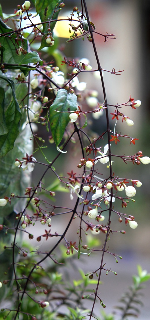 Cây ngọc minh châu,ngọc minh châu,cây ngày Tết,cây phong thủy