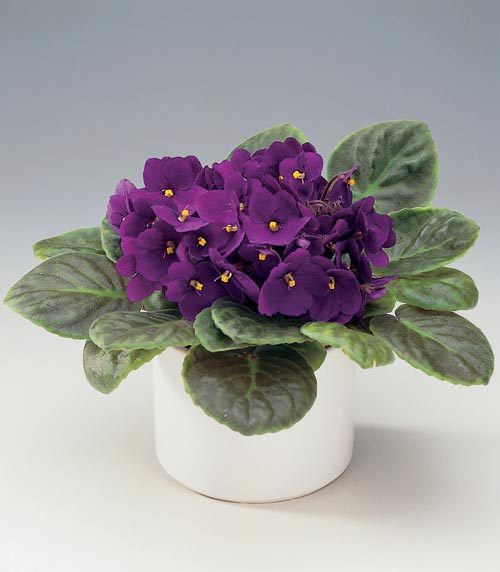 Hoa tử linh lan,tử linh lan,violet châu Phi,violet,hoa violet,Saintpaulia,African Violet
