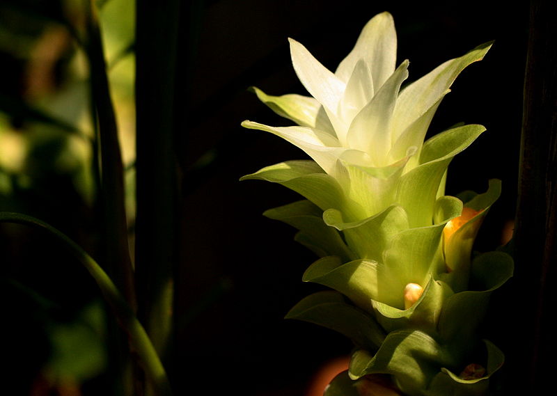 Cây nghệ,nghệ nhà,nghệ trồng,khương hoàng,Curcuma longa,họ gừng,Zingiberaceae,cây thuốc,tác dụng của củ nghệ,củ nghệ làm thuốc,củ nghệ trong ẩm thực