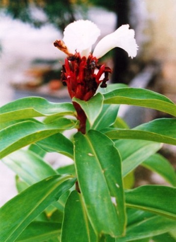 Mía dò,cát lồi, đọt đắng,đọt hoàng,tậu chó,củ chóc,sẹ vòng,sẹ vòng trổ,Costus speciosus