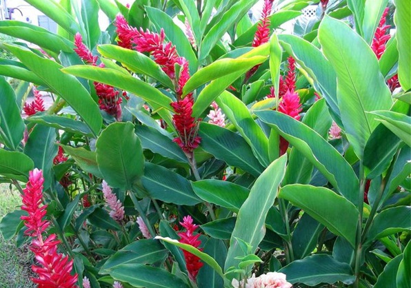 Riềng tía,riềng đỏ,sẹ đỏ,gừng cảnh,kim thất,hoa đuôi chồn đỏ,hoa hạnh phúc,Alpinia purpurata,họ gừng