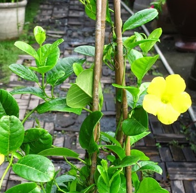 Cây huỳnh đệ
