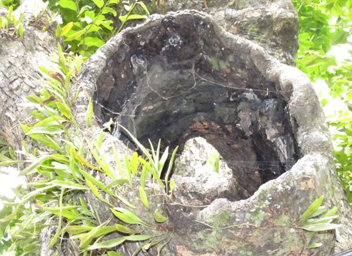 Cây thị cổ thụ, cây thị di sản Việt Nam ở Nghệ An