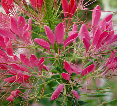Hoa túy điệp,túy điệp,hoa đẹp,hoa Đà Lạt,Cleome spinosa