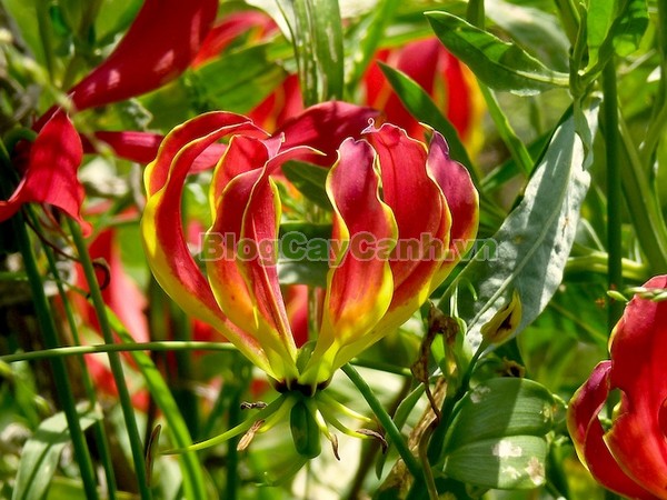 Cây Ngót Nghẻo (Cây ngọt nghẹo),Cây ngót nghẻo, công dụng cây ngót nghẻo, cây ngọt nghẹo, cây huệ lồng đèn, cây gia lan, cây Gloriosa superba, G. simplex,họ Colchicaceae,