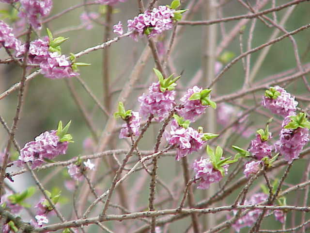 Daphne mezereum,thụy hương,Daphne