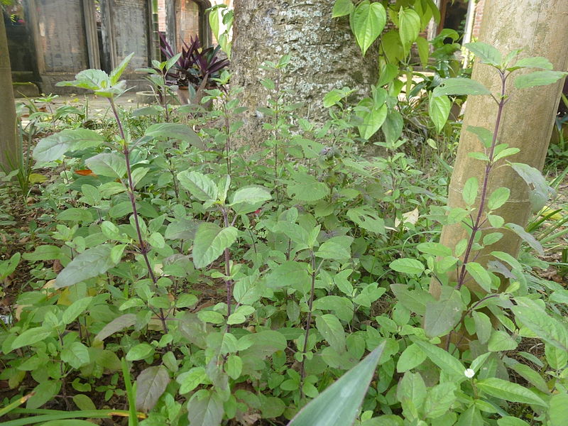 Hương nhu,hương nhu trắng,hương nhu tía,cây é,tác dụng của hương nhu,bài thuốc từ hương nhu,Ocimum tenuiflorum,Ocimum sanctum,họ hoa môi,Lamiaceae