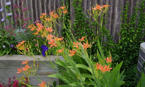 Cây rẻ quạt,rẻ quạt,xạ can,cây xạ can,biển trúc,Belamcanda chinensis,cây hoa đẹp,cây chữa bệnh