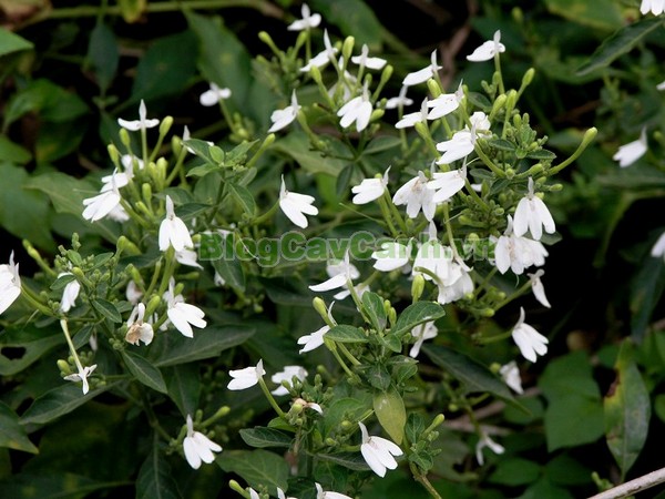 Cây kiến cò,cây kiến cò, cay kien co, Rhinacanthus nasutus (Linn.) Kurz, họ Acanthaceae, cay kien co, công dụng cây kiến cò, cây kiến cò chữa bệnh,