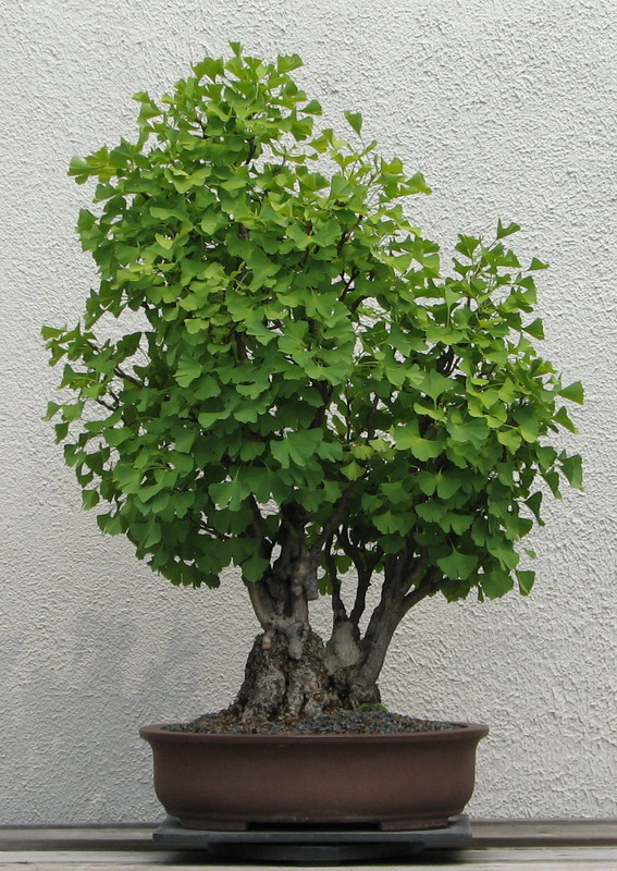 Bạch quả - ngân hạnh bonsai