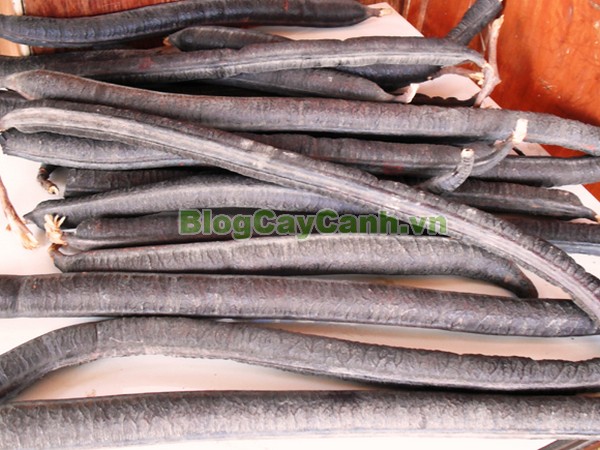 Cây Ô Môi,cây ô môi, hình ảnh cây ô môi, công dụng cây ô môi, cay o moi, cây ô môi chữa bệnh, cách trồng và chăm sóc cây ô môi,