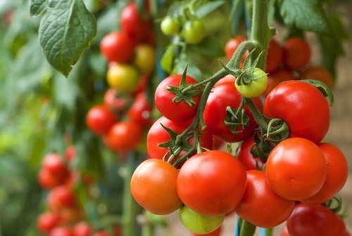 Cà chua,cây cà chua,họ bạch anh,tomato,Solanum lycopersicum,Lycopersicon lycopersicum (L.) H. Karst,Lycopersicon esculentum Mill,cây thực phẩm,cây ăn quả