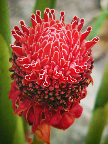 Đa lộc,hoa đa lộc,hoa sen đất,gừng tàu,hoa vạn phúc,Etlingera elatior,họ gừng,Zingiberaceae,đậu khấu