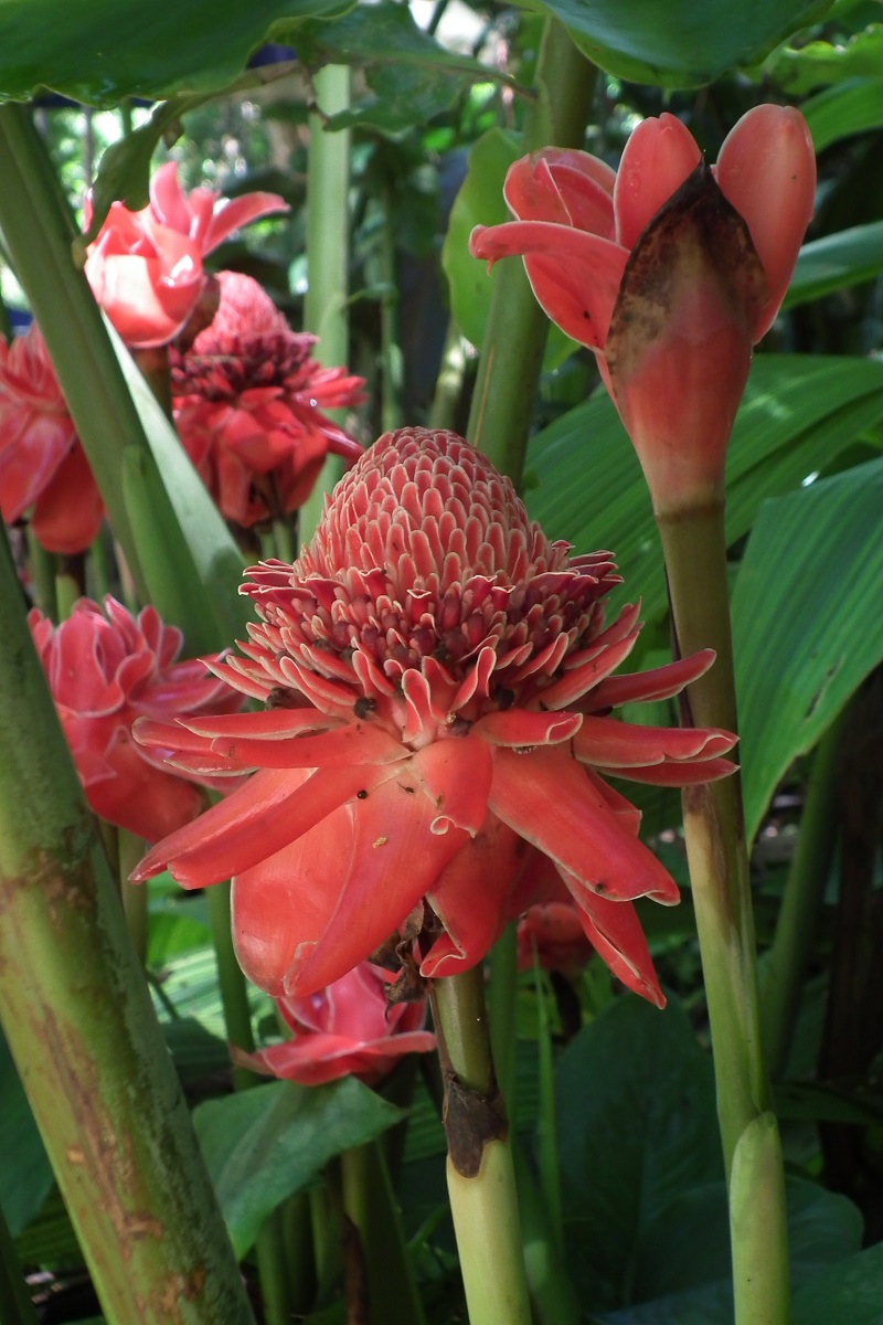 Đa lộc,hoa đa lộc,hoa sen đất,gừng tàu,hoa vạn phúc,Etlingera elatior,họ gừng,Zingiberaceae,đậu khấu