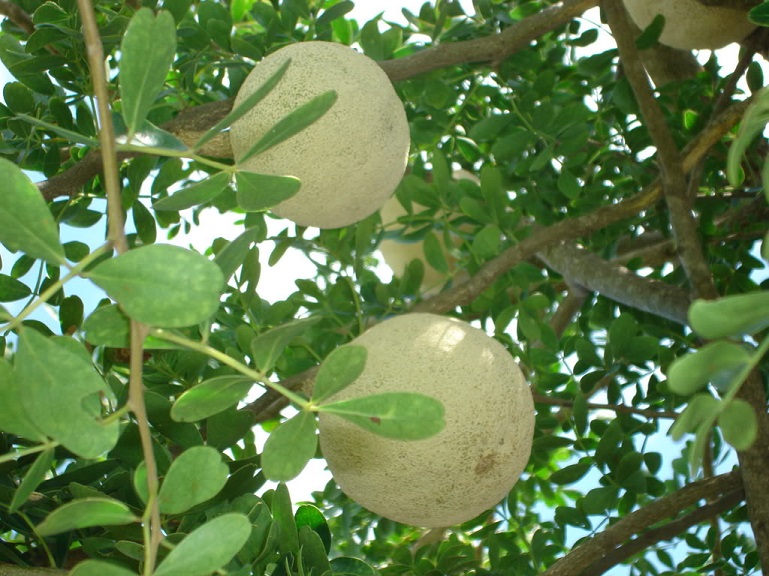 Cây quách,quả quách