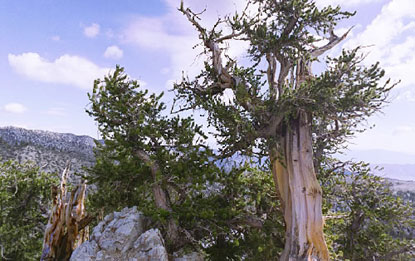 cây thông Methuselah 