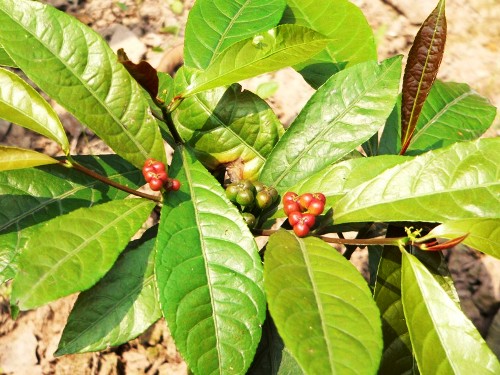 Lá và quả cây đơn lá đỏ