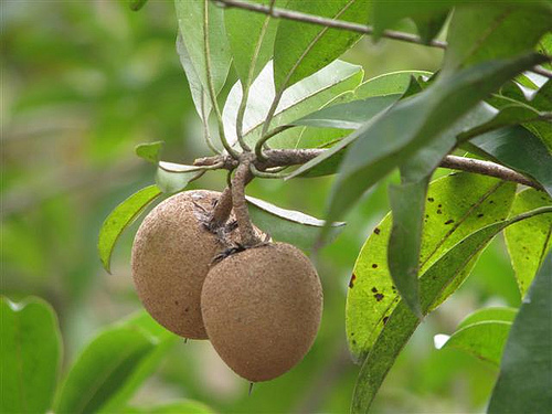 Cây hồng xiêm