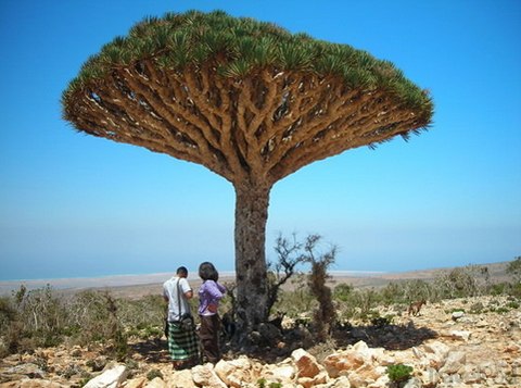 Cây máu rồng,máu rồng,cây Long Huyết,Dracaena Cinnabari,Dragon Blood Tree