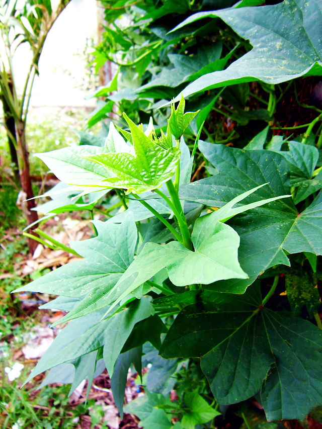 Khoai lang,Ipomoea batatas,củ khoai lang,các loại khoai lang,khoai lang tím,khoai lang ruột đỏ,khoai lang ruột vàng,công dụng y học của khoai lang,tác dụng của khoai lang,khoai lang Hoàng Long,khoai lang lệ cần,khoai lang tím Nhật,khoai lang tím Nhật ở Bình Tân,họ bìm bìm,Ipomoea,Convolvulaceae
