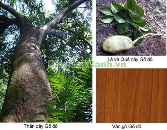 Cây Gõ Đỏ (Cây Hổ Bì),cay go do, gỗ gõ đỏ, cây gõ đỏ, giá trị cây gõ đỏ, họ Đậu, họ Fabaceae, cây cà te, cây hổ bì, Afzelia xylocarpa, cây gõ đỏ đẹp,