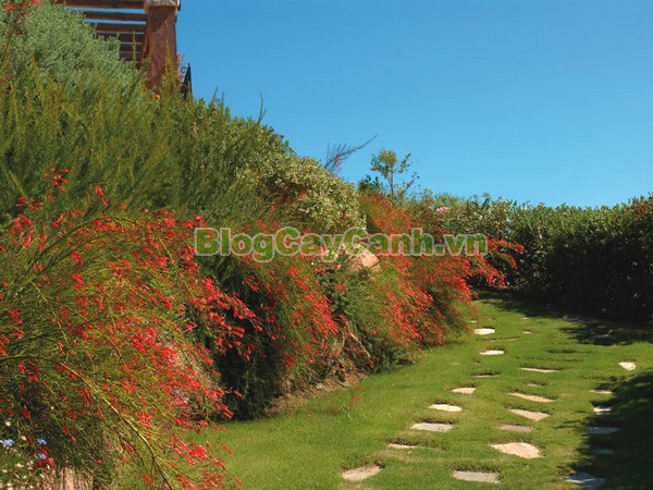 Cây Liễu Tường Hoa Đỏ,cây liễu tường hoa đỏ, họ Hoa mõm sói , Scrophulariaceae., hình ảnh cây liễu tường hoa đỏ, Russelia equisetifomis Schlecht. et Cham., cay lieu hoa do, cây hoa xác pháo, cây xác pháo,