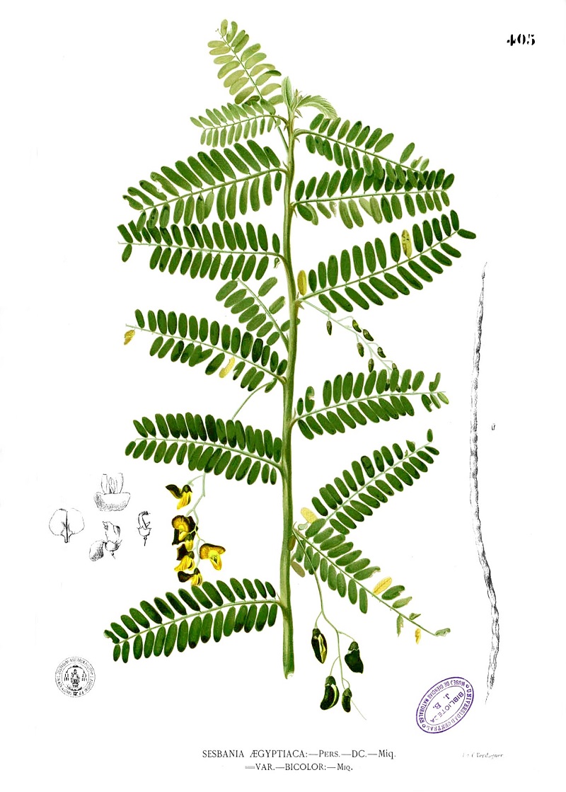 Điên điền,điền thanh,cây điên điển,bông điên điển,cây điền thanh,điền thanh thân tía,điền thanh bụi,họ đậu,sesbania sesban,fabaceae