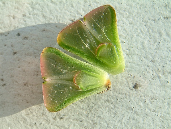 Hoa sỏi,cây hoa sỏi,Lithopturbuniformis,họ phiên hạnh,Aizoaceae,Ficoidaceae