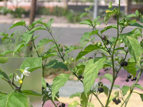 Cây lu lu,lu lu,lu lu đực,nụ áo,thù lu đực,cà đen,long quỳ,solanum nigrum,họ cà,solanaceae,lu lu chữa bệnh,bài thuốc từ cây lu lu
