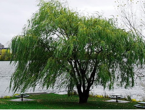 Cây Liễu
