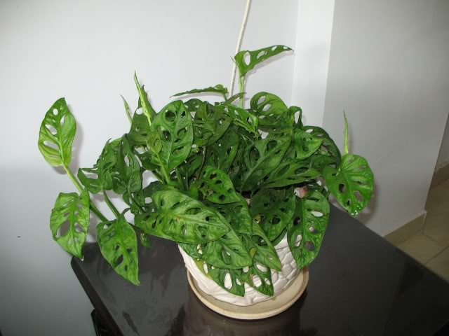 Trầu bà cửa sổ