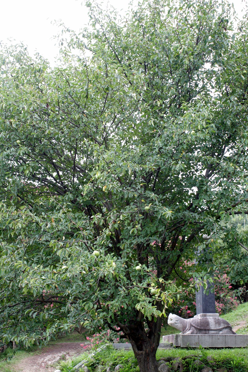 Mộc qua Trung Quốc,mộc qua,mộc qua hải đường,minh tra,Pseudocydonia sinensis,Pseudocydonia,cây ăn quả