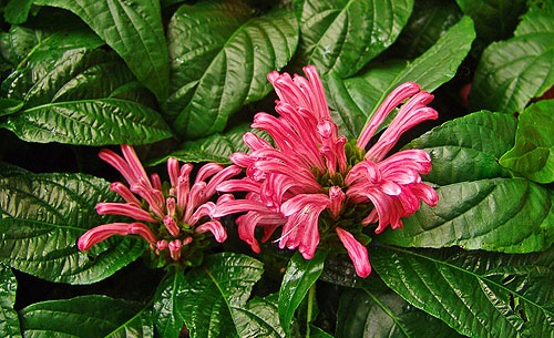 Hồng long ngọc,cây hồng long ngọc,hồng long nhả ngọc,cây long ngọc,cây gia cốp,cây ngọc long,Justicia carnea Nichols,họ Ô rô,Acanthaceae,cây bụi