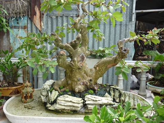 Cây ổi làm cảnh bonsai đẹp