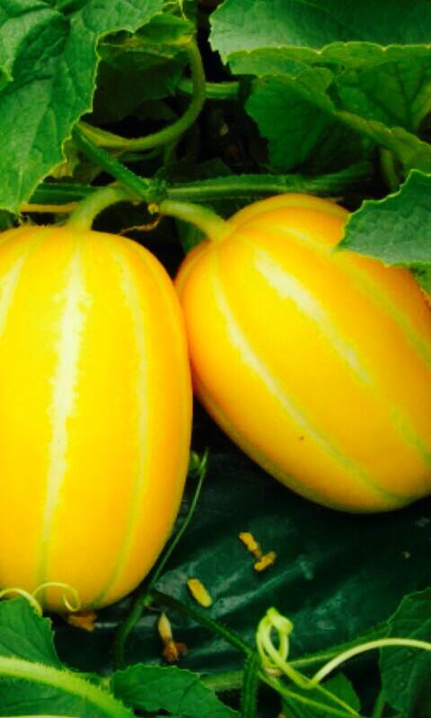 Dưa gang,dưa hoàng kim,cây ăn quả,cucumis sativus var. conomon,dưa chuột,dưa leo,họ bầu bí,cucurbitaceae