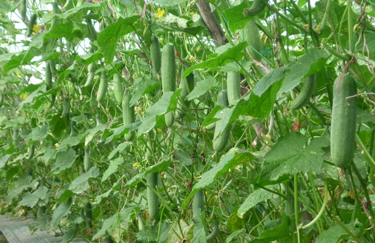Dưa chuột,dưa leo,cây ăn quả,Cucumis sativus,họ bầu bí,Cucurbitaceae,tác dụng của dưa chuột,tác dụng làm đẹp của dưa chuột
